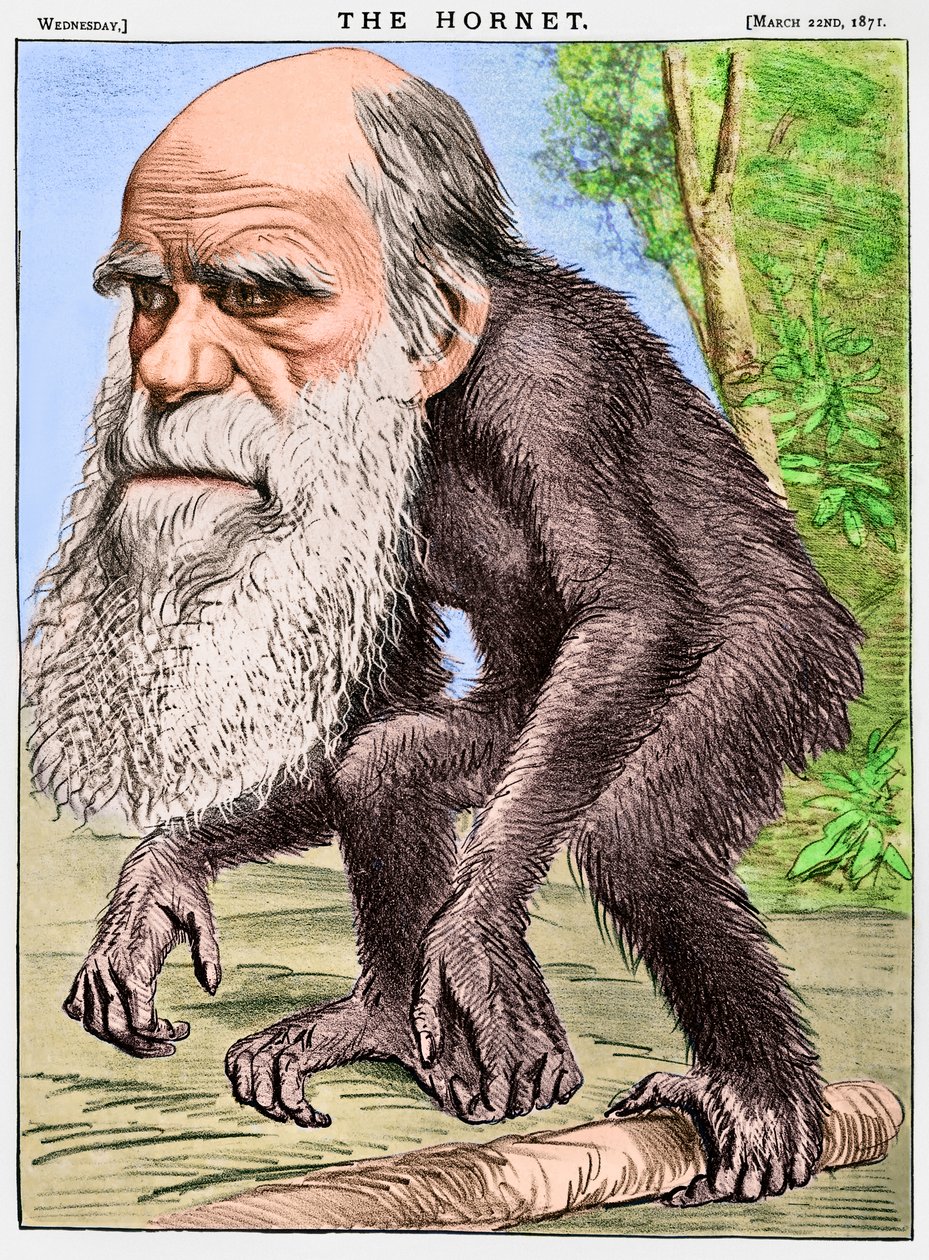 "Un orang-outan vénérable", une caricature de Charles Darwin en singe - English School