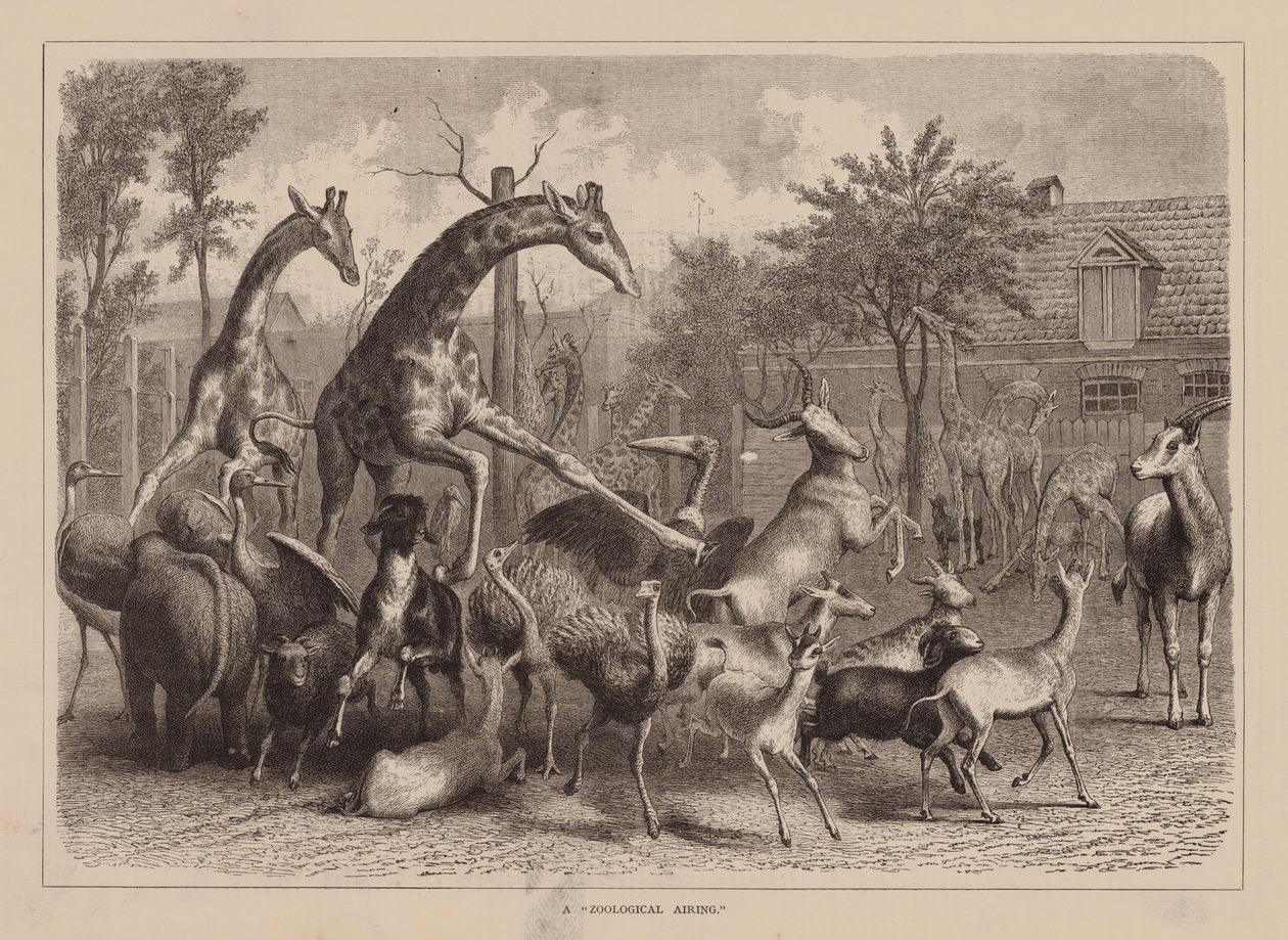 Un "Airing zoologique" (gravure) - English School