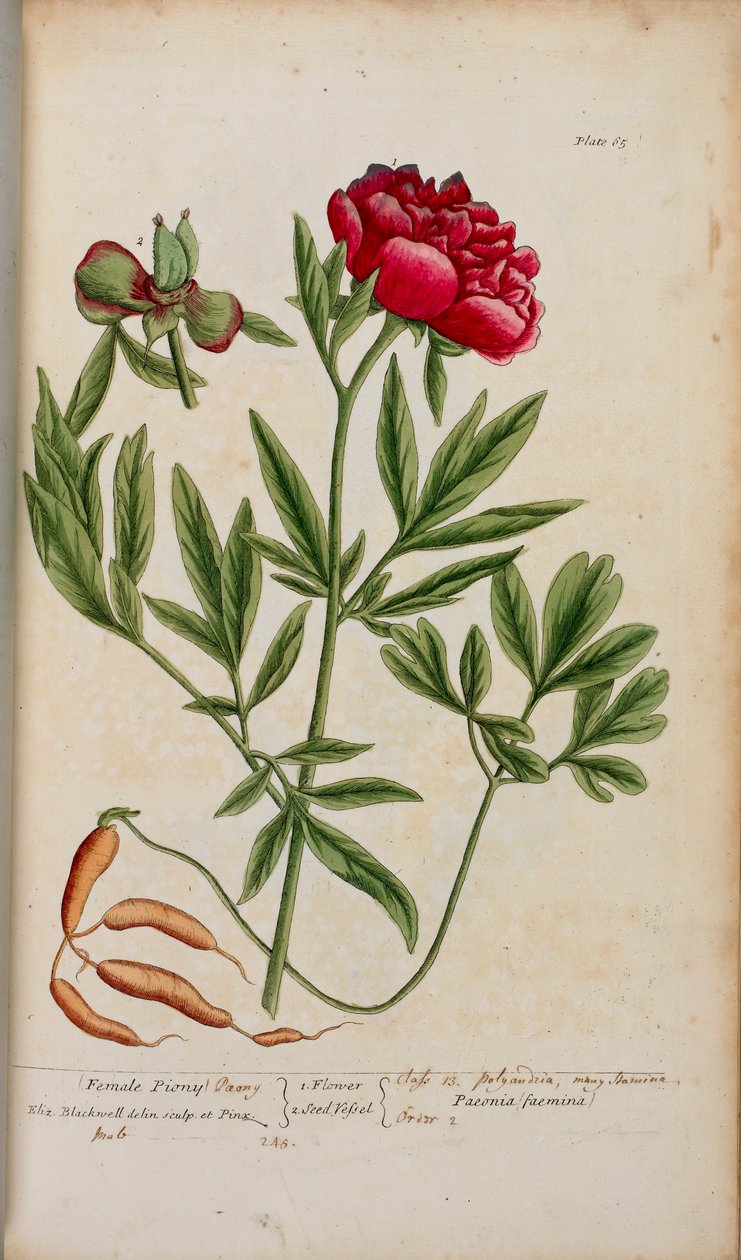 Une pivoine, de 