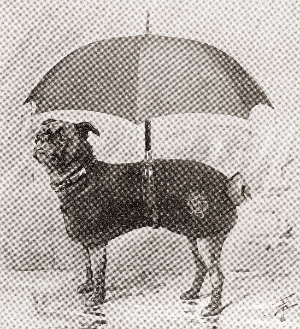 Un carlin portant des bottes, un manteau et un parapluie pour se protéger de la pluie - English School