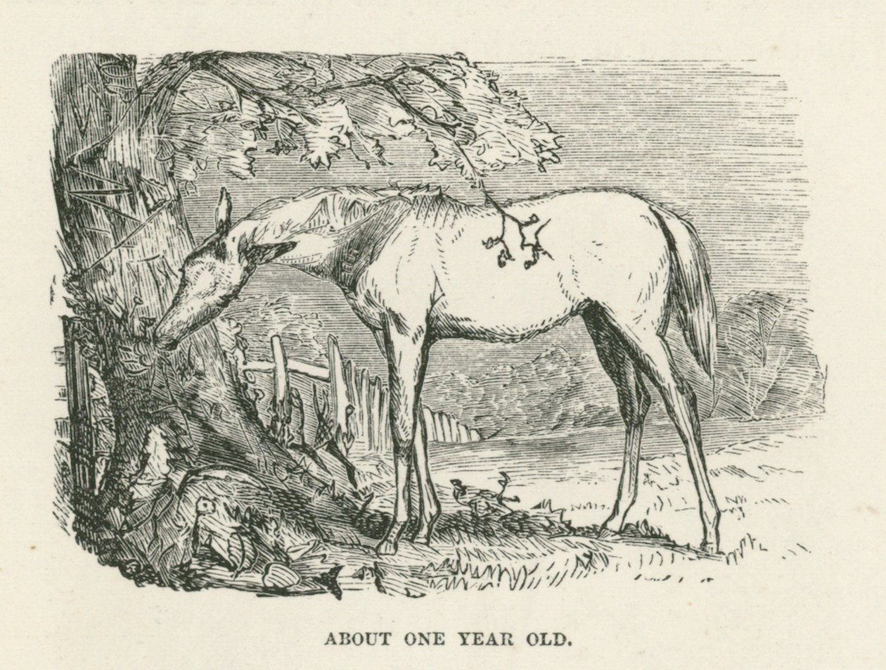 Environ un an (gravure) - English School