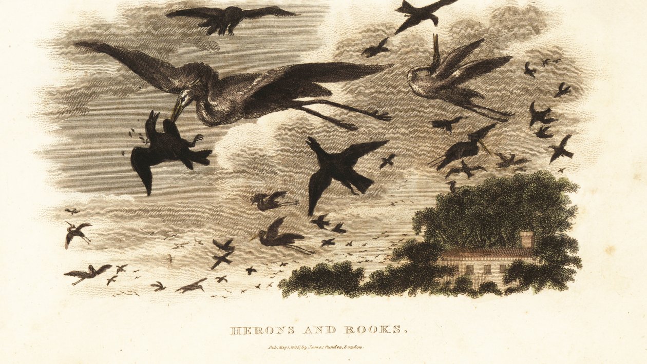 Bataille aérienne entre hérons et corbeaux pour les droits de nidification près de la maison de Daniel Wilson, Dallam Tower, Westmorland - English School
