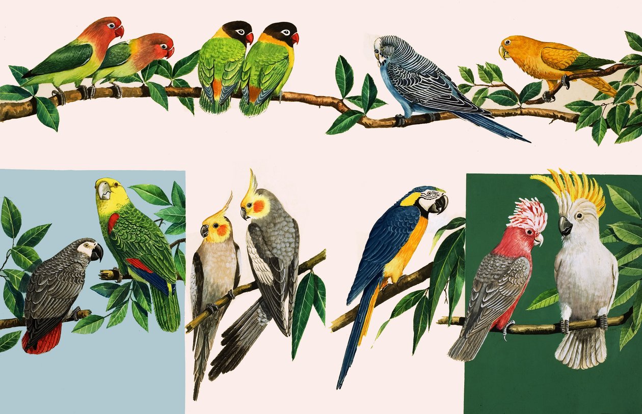 Toutes sortes de jolis perroquets, illustration de "Il était une fois". - English School