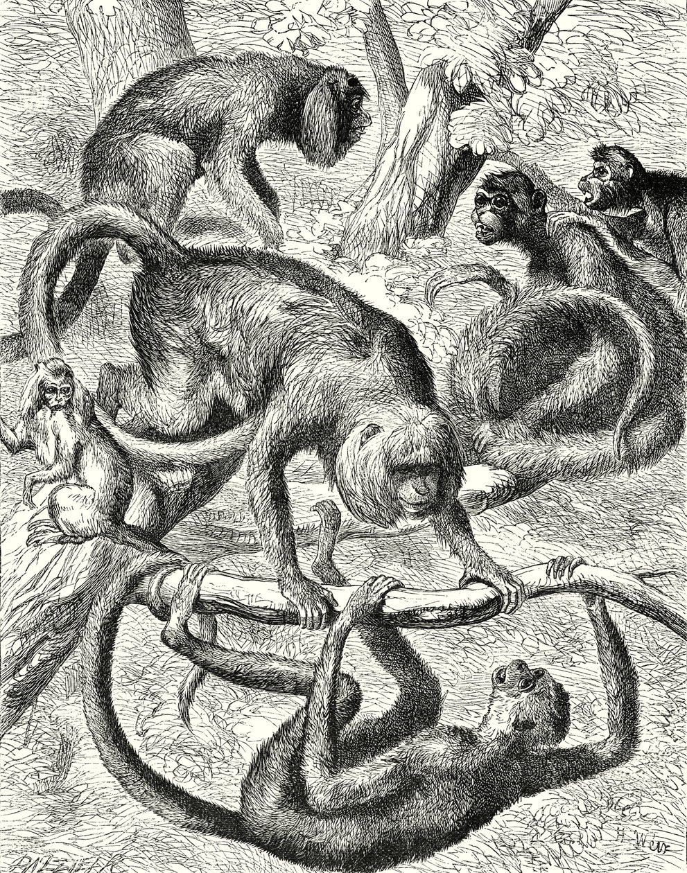 Singes américains (gravure) - English School