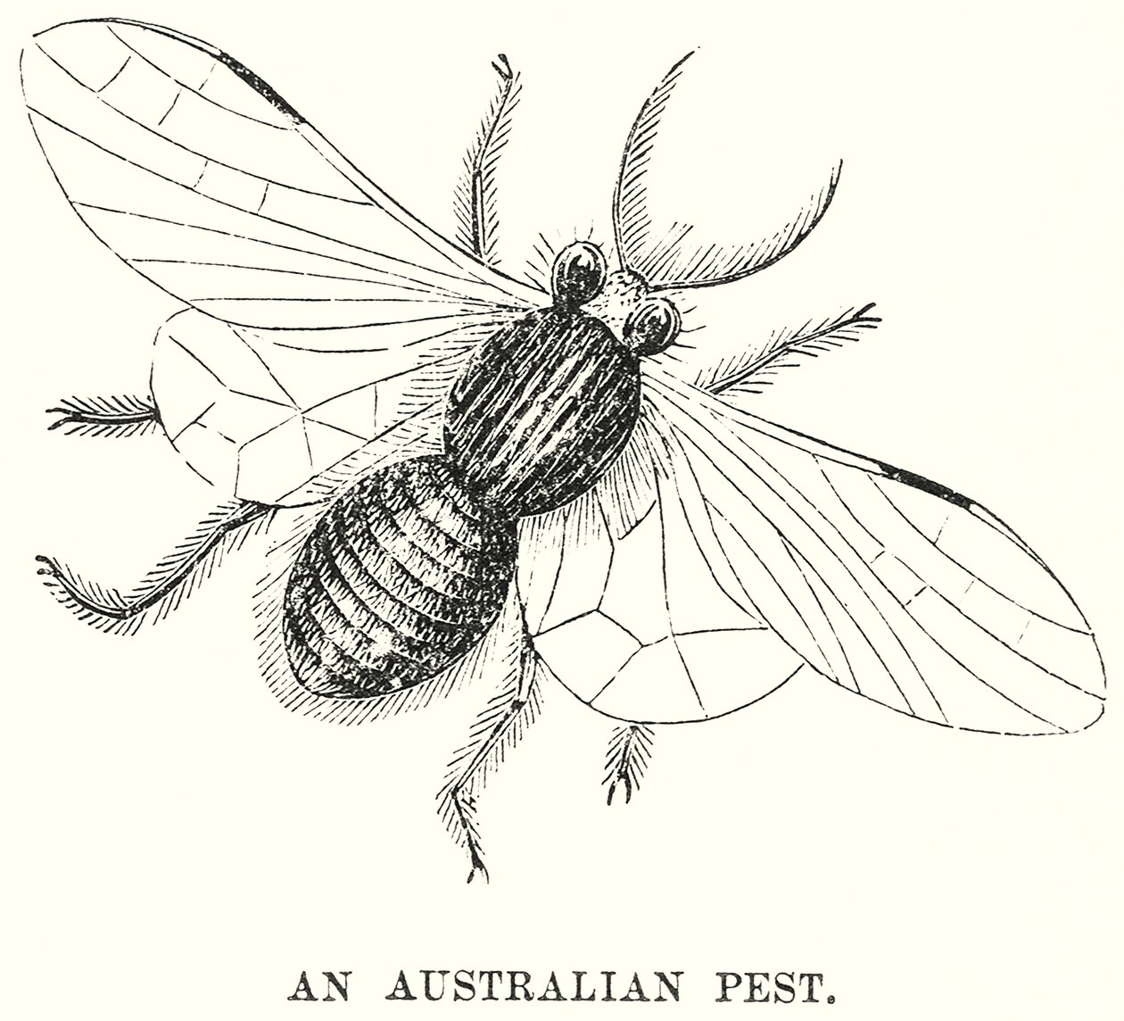 Un parasite australien (gravure) - English School