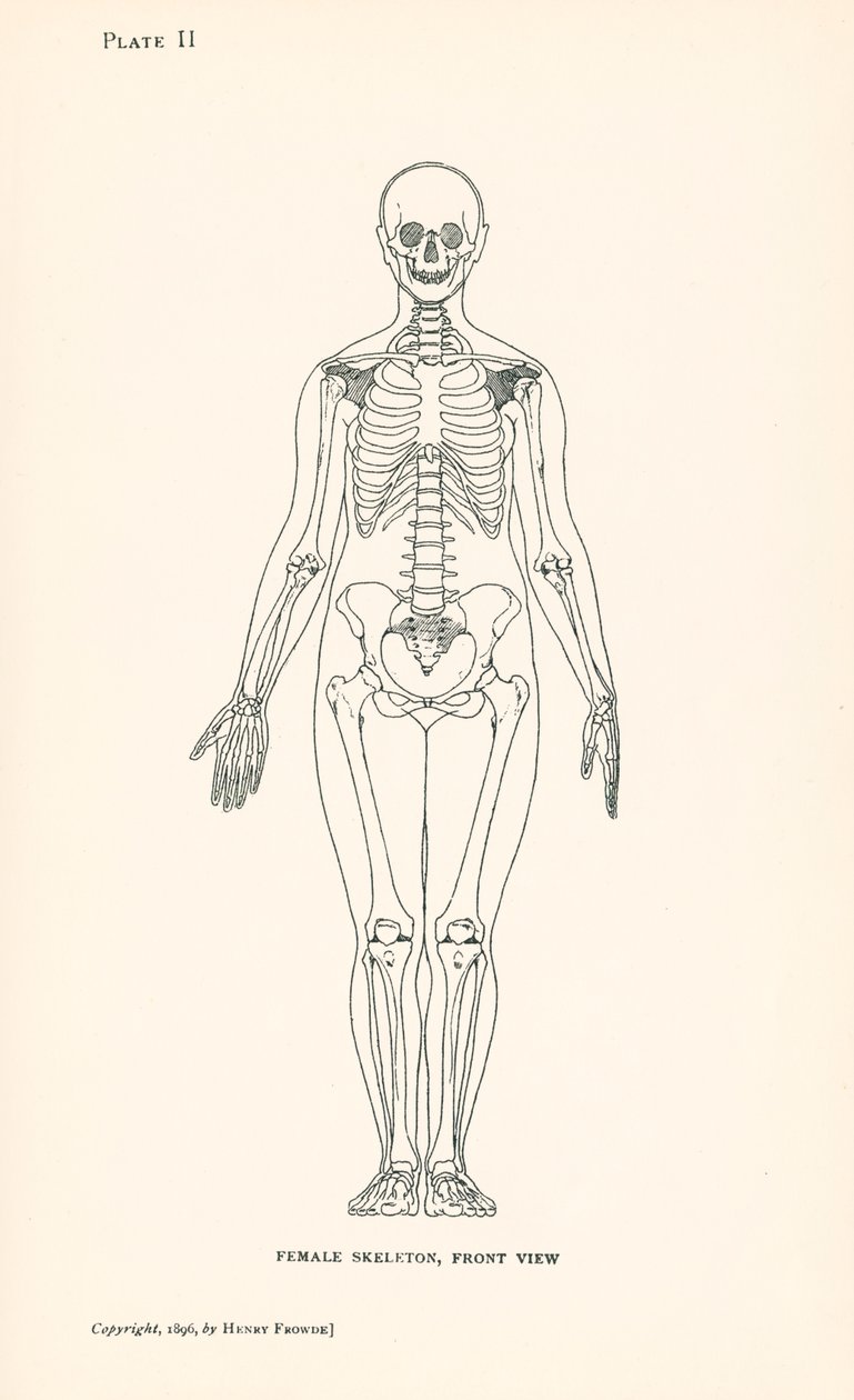 Anatomie : Squelette féminin, vue de face (litho) - English School