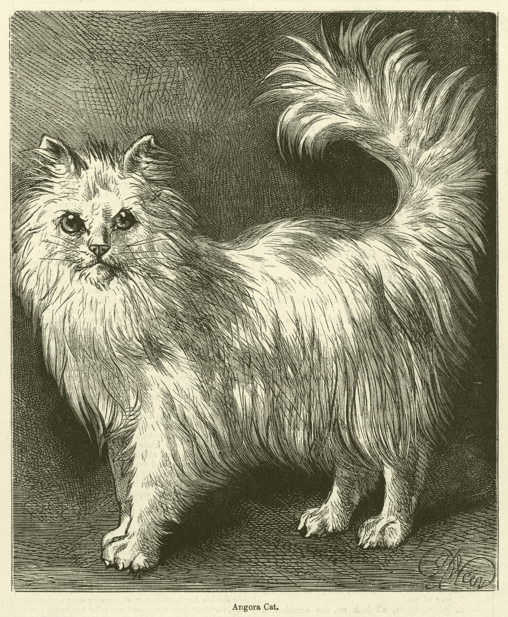Chat Angora (gravure) - English School