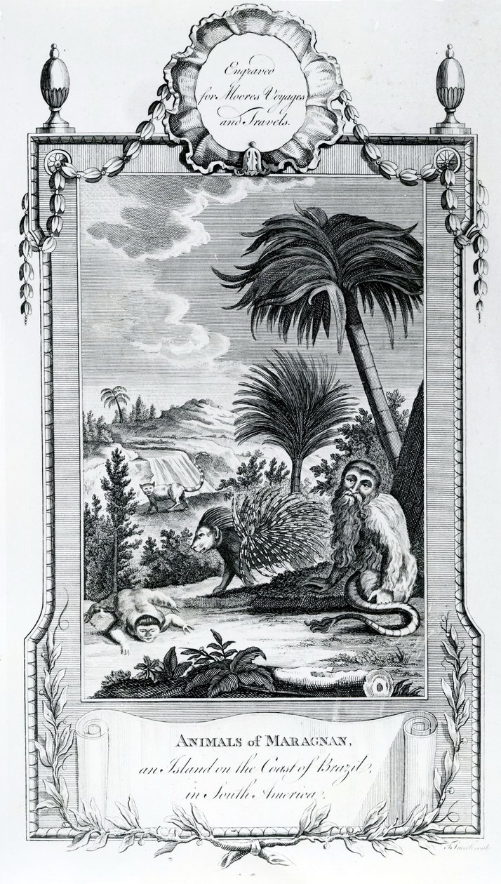 Animaux de Maragnan, illustration tirée des Voyages et Voyages de Moore - English School
