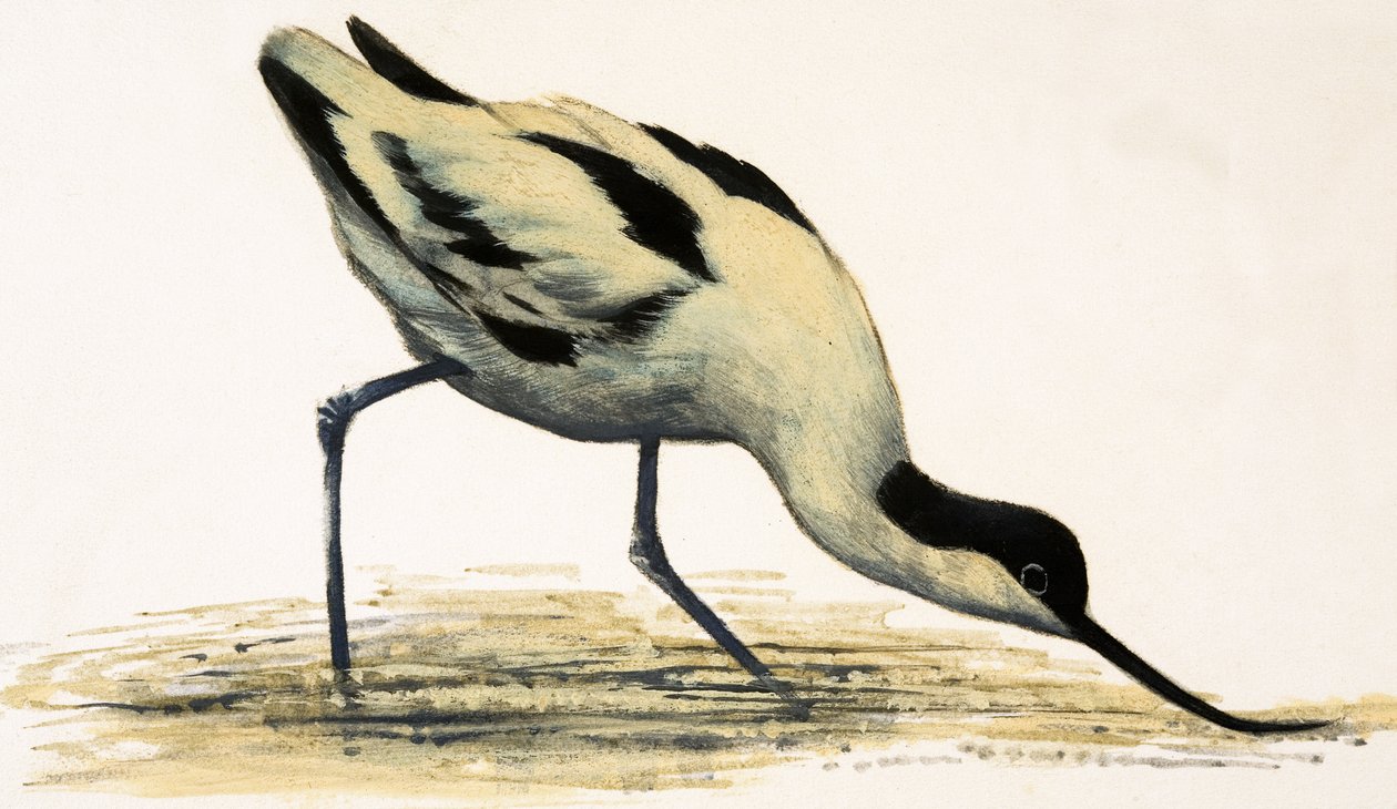 Avocet - English School