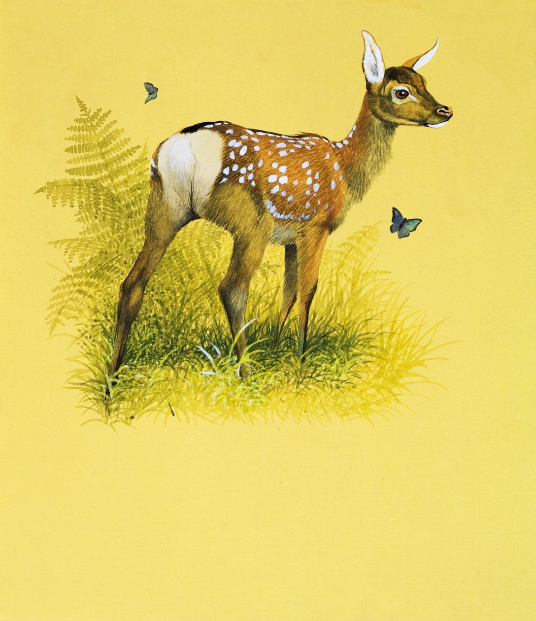 Bébé cerf (gouache sur papier) - English School