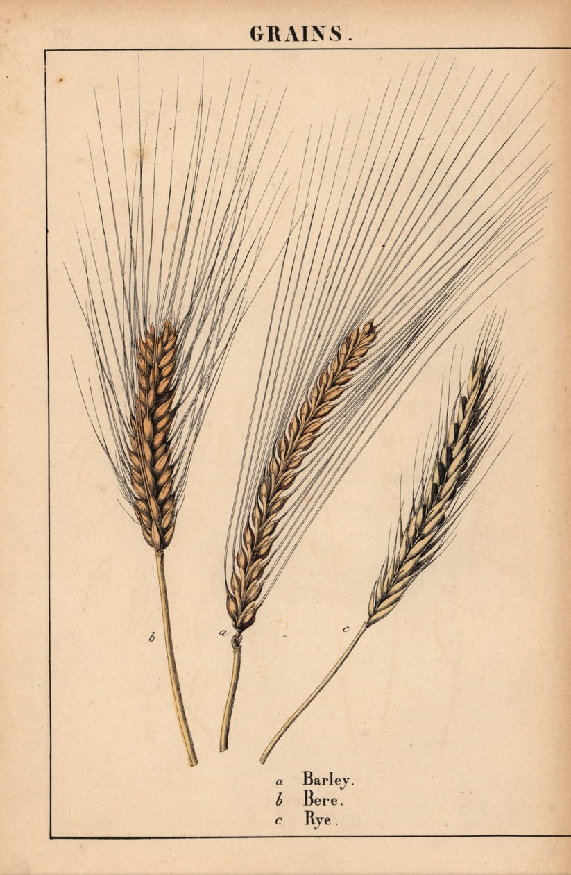 Orge, orge et ray-grass, de 