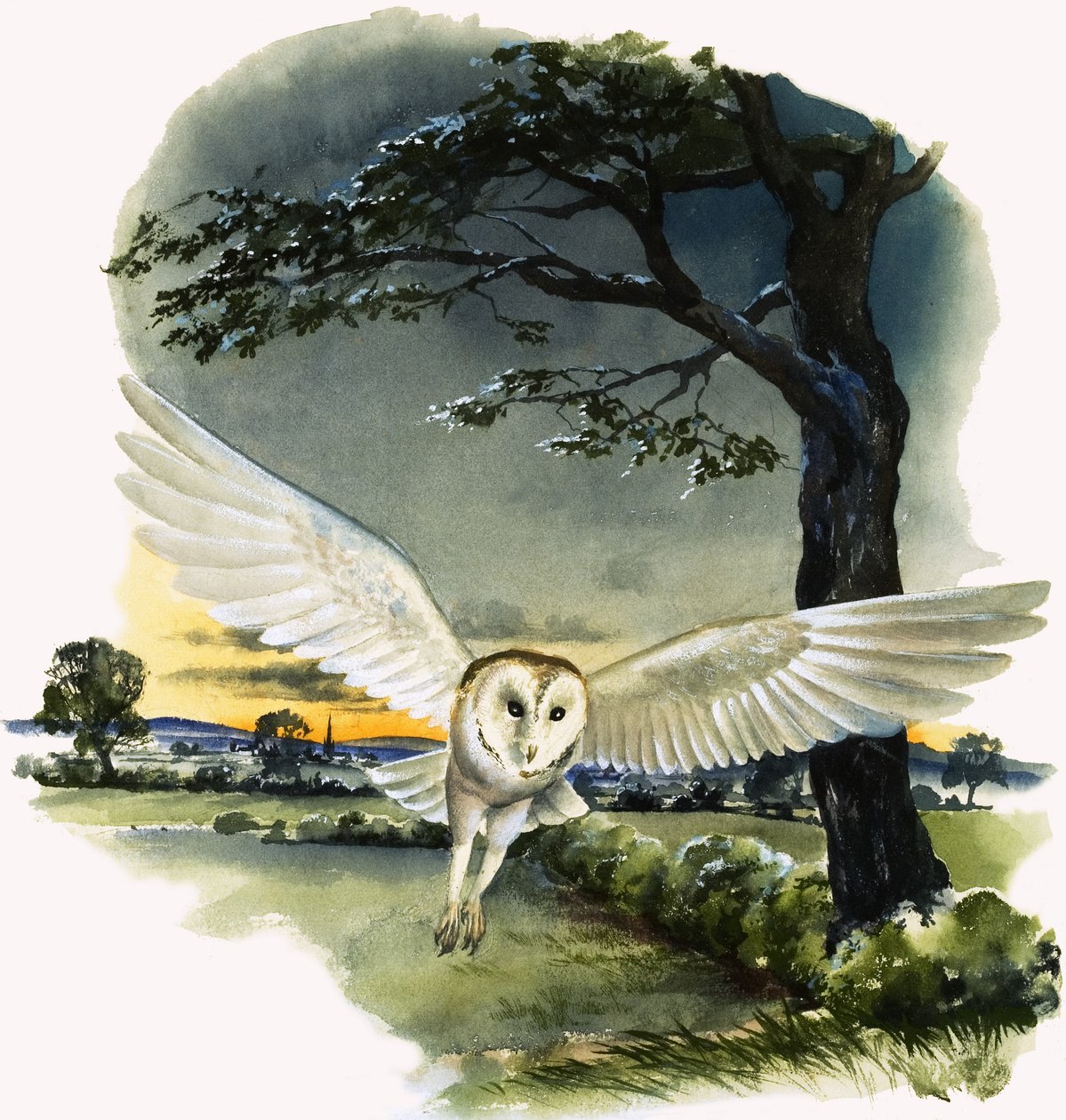 Chouette effraie en vol, illustration de "Peeps at Nature". - English School