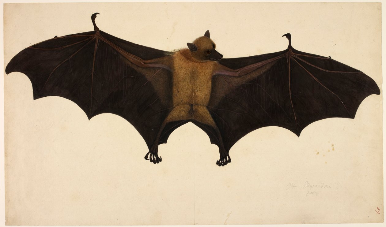 Chauve-souris, de la collection Francis Buchanan - English School