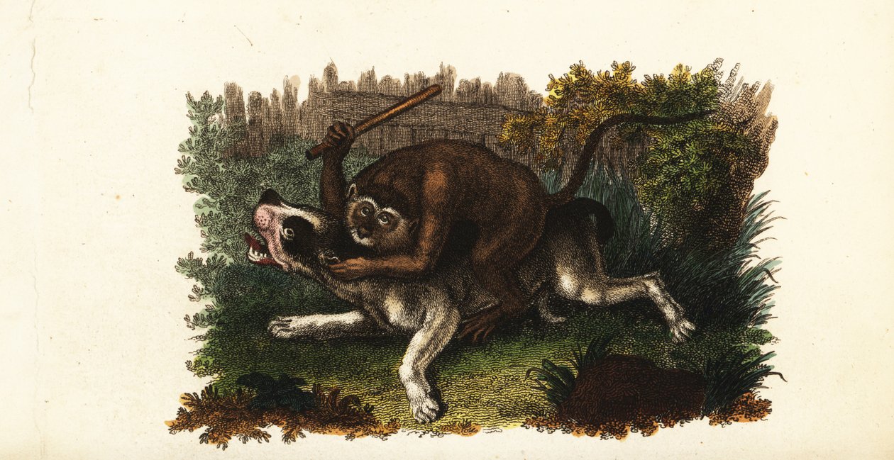 Combat entre un bouledogue et Jack, un singe cinghalais, à Worcester, Angleterre - English School