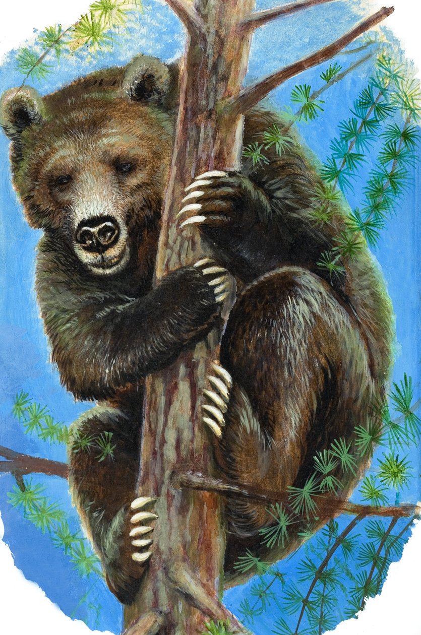 Ours dans un arbre (gouache sur papier) - English School
