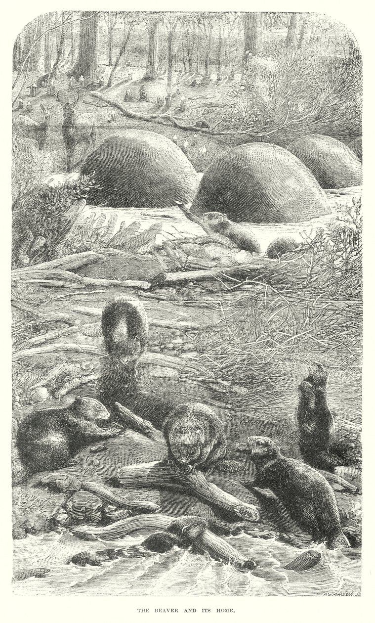 Castors (gravure) - English School