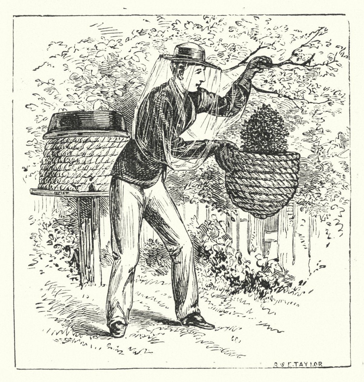 Apiculture (gravure) - English School