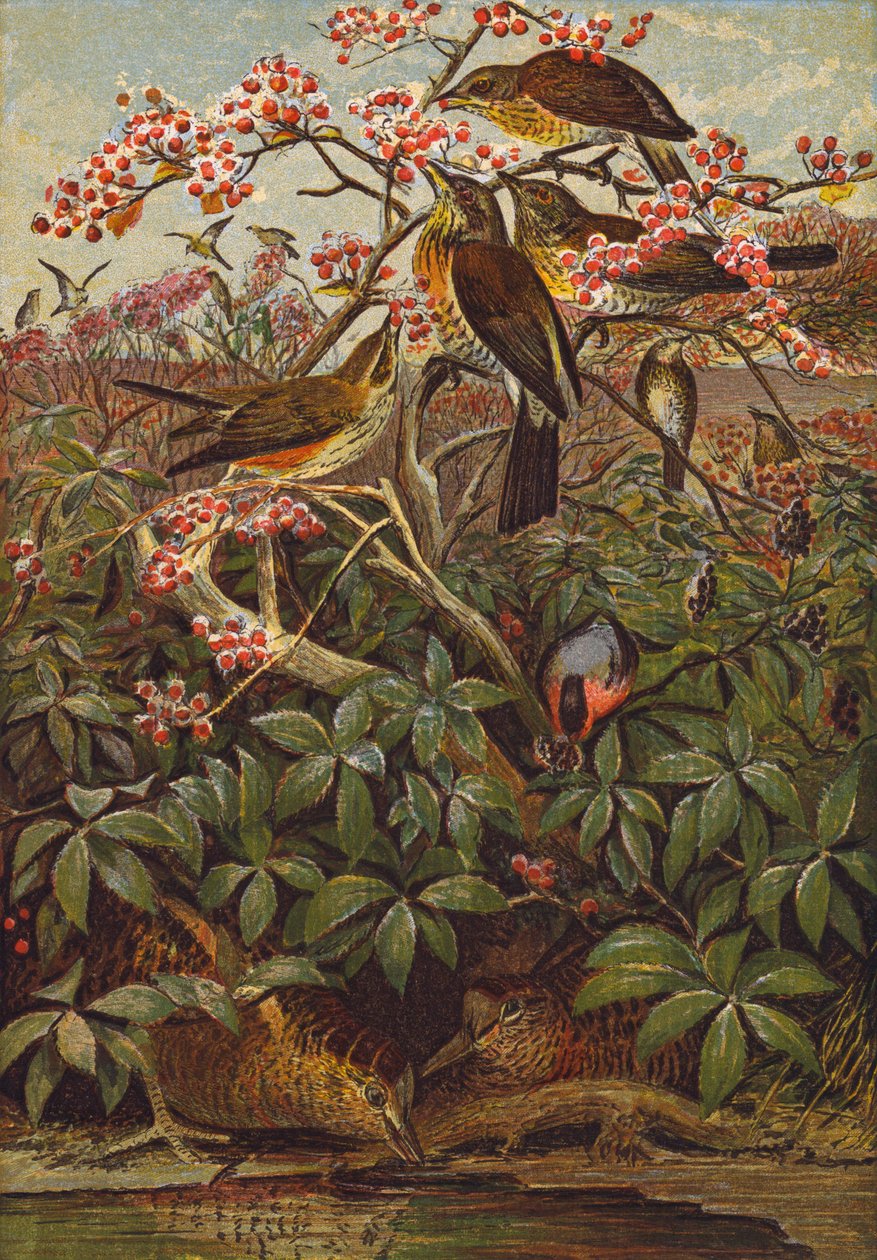 Oiseaux (lithographie couleur) - English School