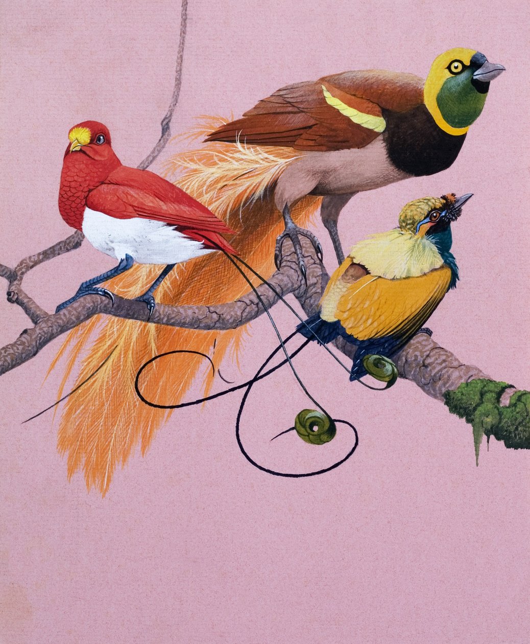 Oiseaux de paradis (gouache sur papier) - English School