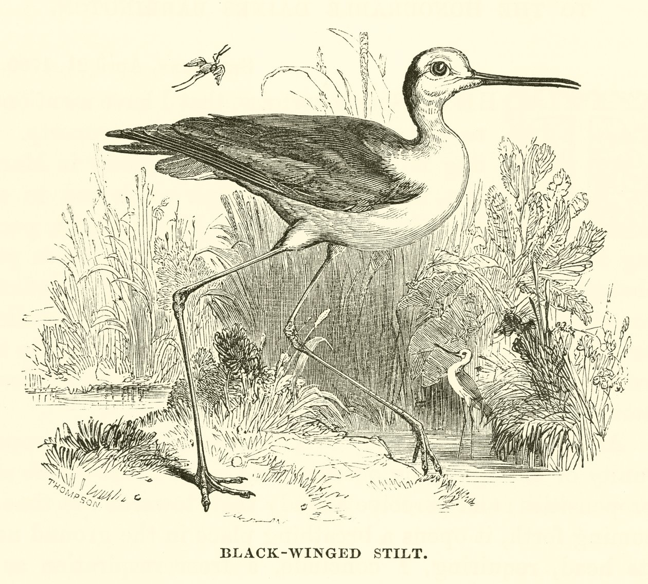 Échasse à ailes noires (gravure) - English School