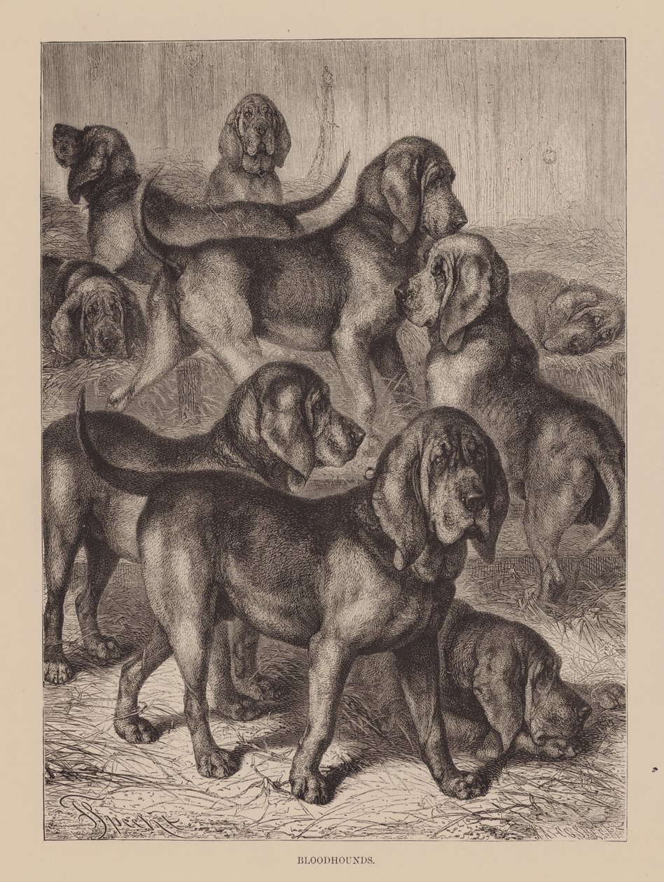Chiens de sang (gravure) - English School