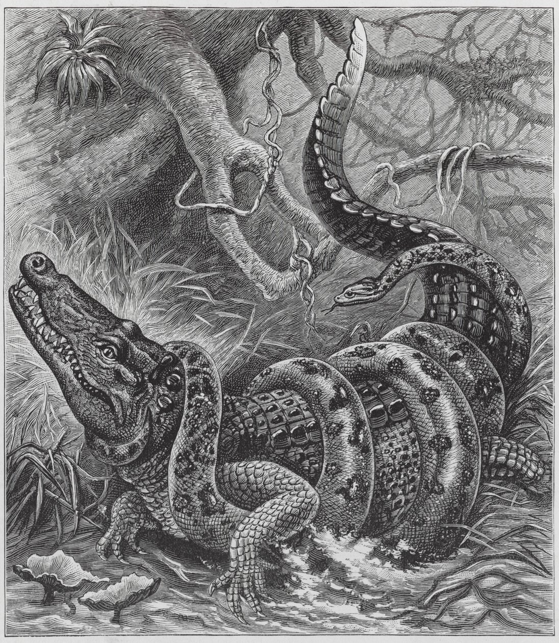 Boa et crocodile (gravure) - English School