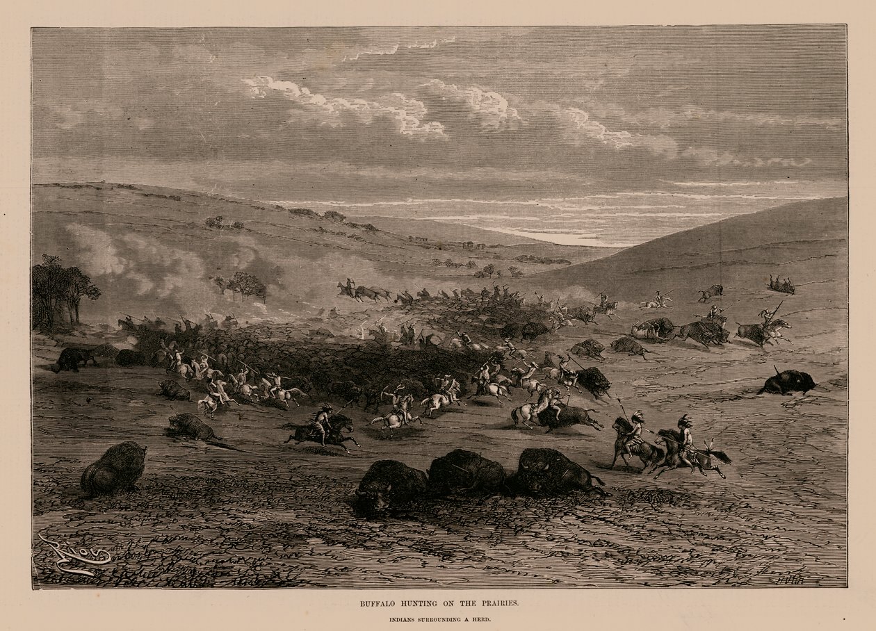 Chasse au bison dans les prairies (gravure) - English School