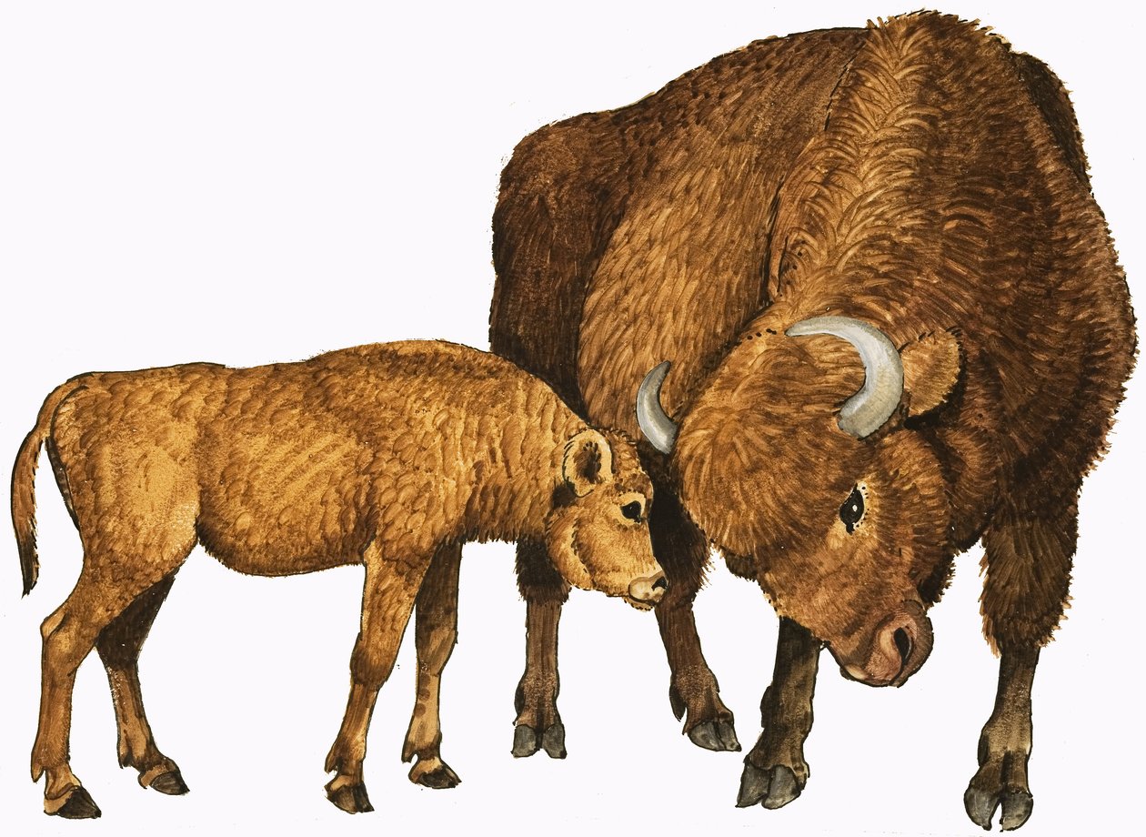 Buffle et veau - English School