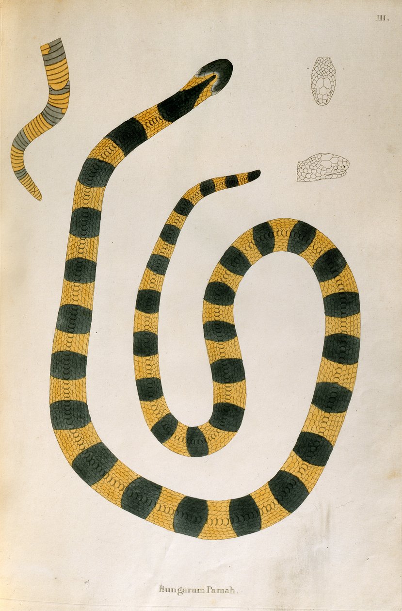 Serpent Bungarum Pamah de Un Compte Rendu des Serpents Indiens collectés sur la Côte de Coromandel par Patrick Russell, Londres, 1796 - English School