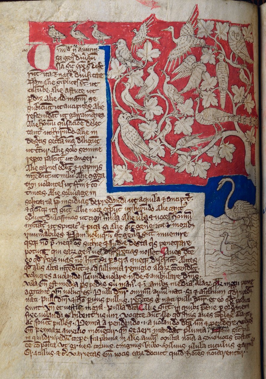 CCA-LitMs/D/10 fol. 12v Oiseaux, du Bestiaire - English School