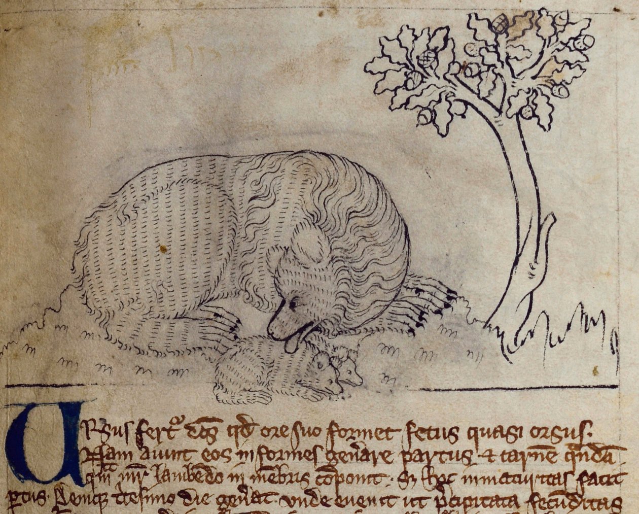 CCA-LitMs/D/10 fol. 3r Ours, du Bestiaire - English School