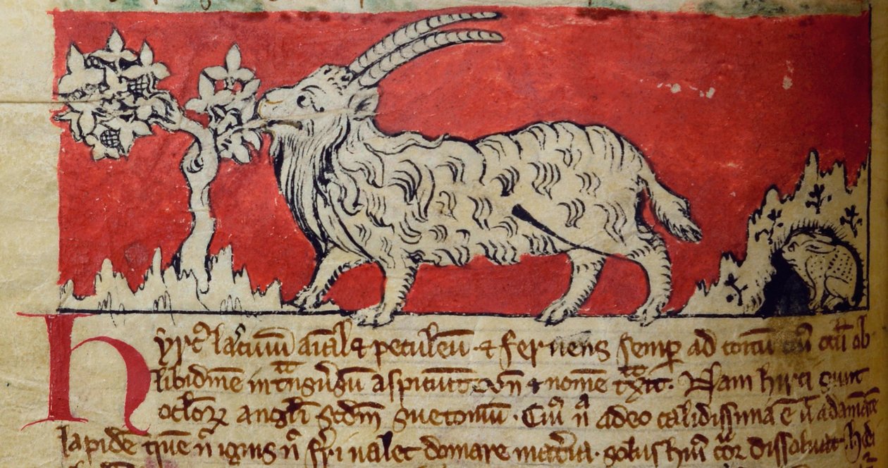 CCA-LitMs/D/10 fol. 8v Chèvre, du Bestiaire - English School