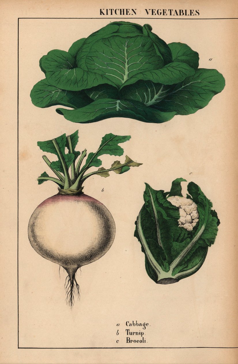 Chou, navet et brocoli, de "The Instructive Picturebook, or Lessons from the Vegetable World," [Charlotte Mary Yonge], Édimbourg - English School