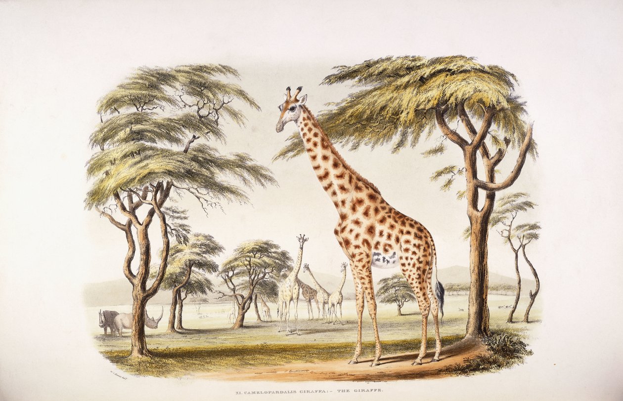 Camelopardalis Giraffa - English School