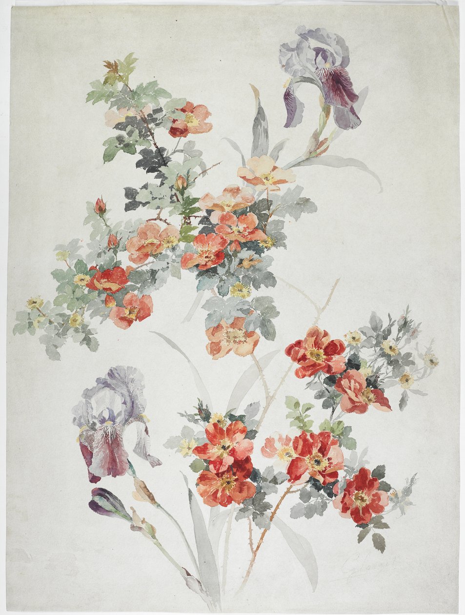 Design de tapis - English School