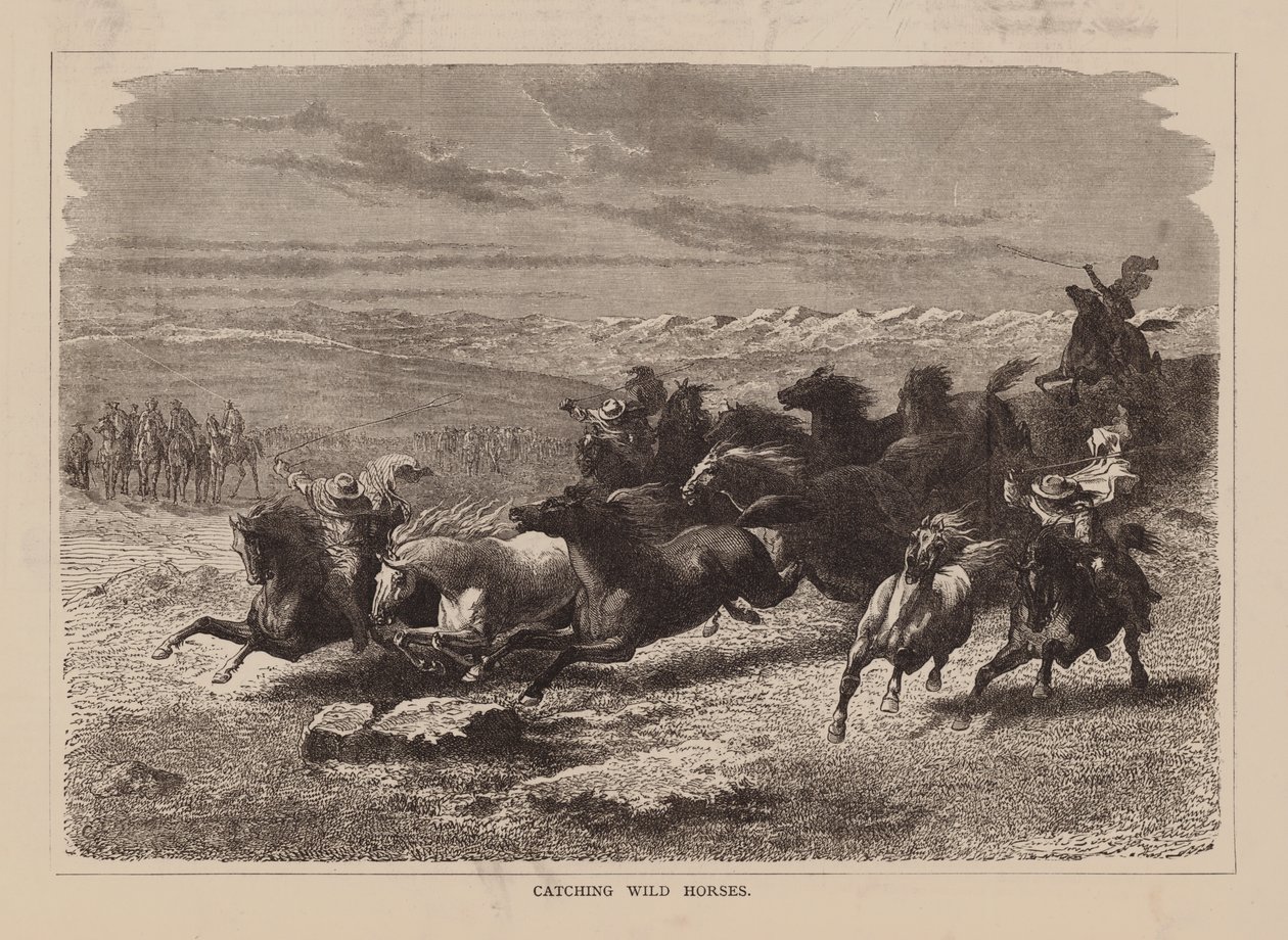 Attraper des chevaux sauvages (gravure) - English School