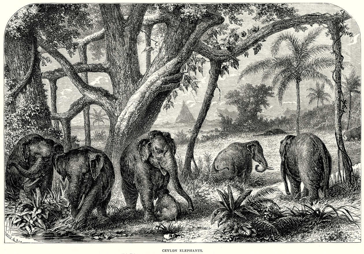 Éléphants de Ceylan (gravure) - English School