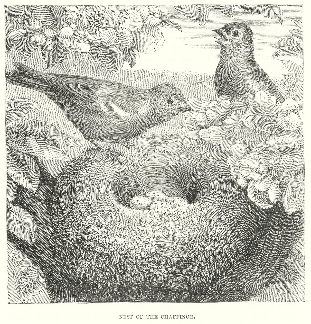 Pinson (gravure) - English School