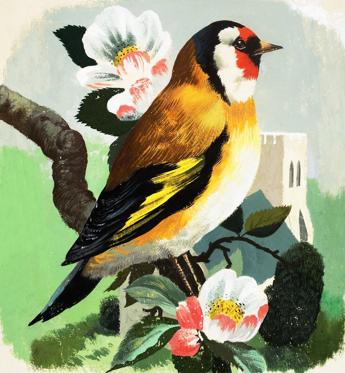 Pinson (gouache sur papier) - English School