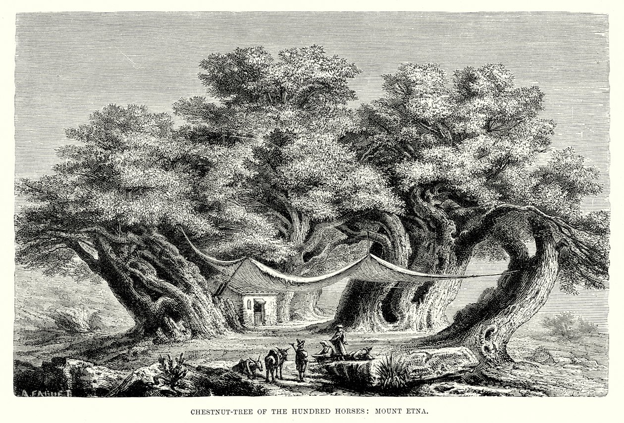 Châtaignier des cent chevaux : L