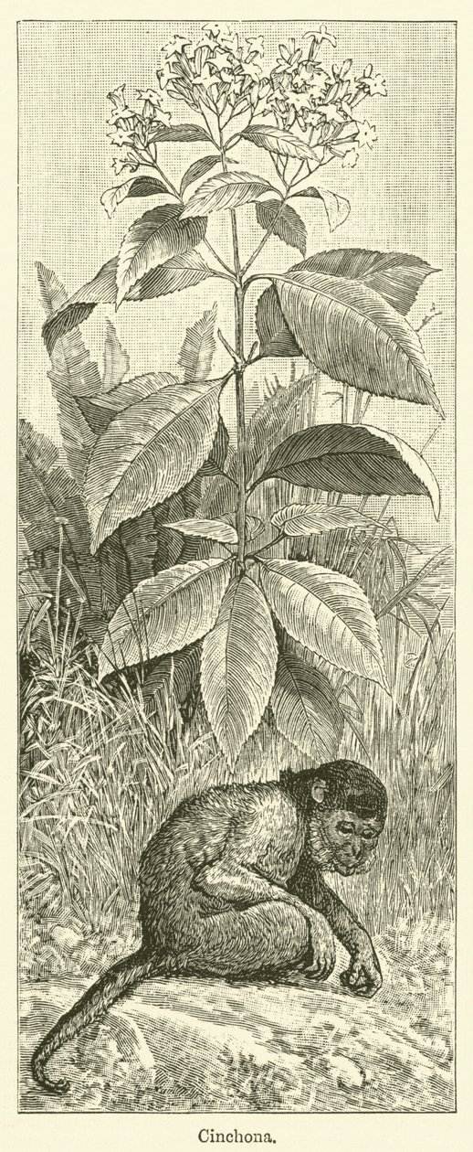 Cinchona (gravure) - English School