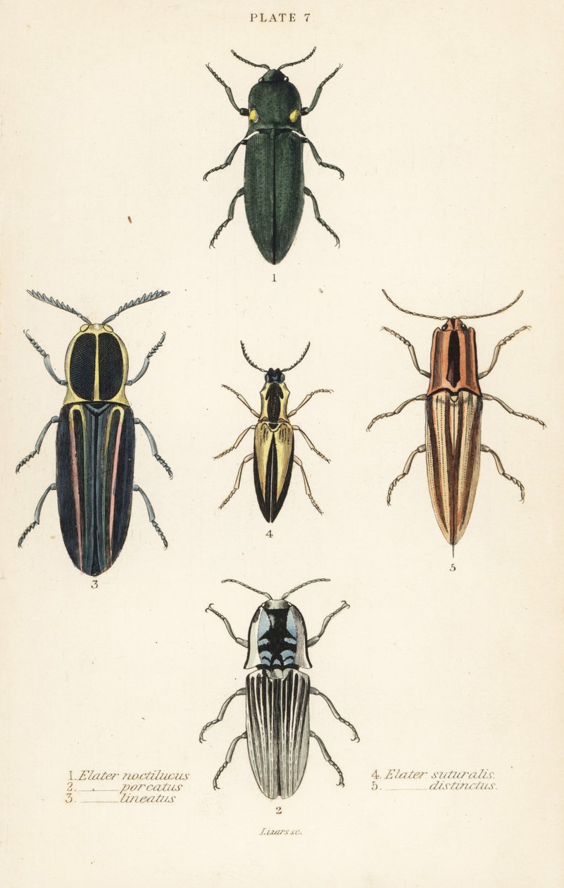 Coléoptère cliquet : Elater de phare, Pyrophorus noctilucus, Chalcolepidius porcatus, coléoptère cliqueté, Agriotes lineatus, Elater suturalis, et Semiotus distinctus - English School