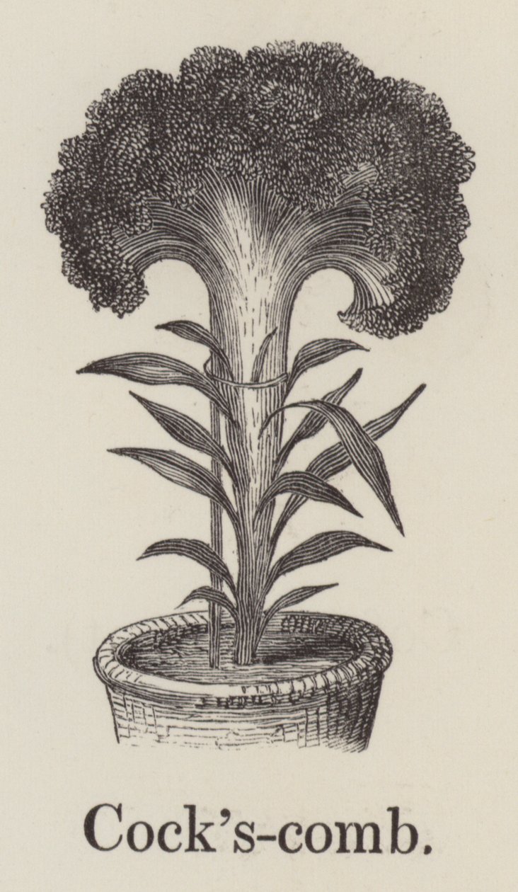 Peigne de coq (gravure) - English School