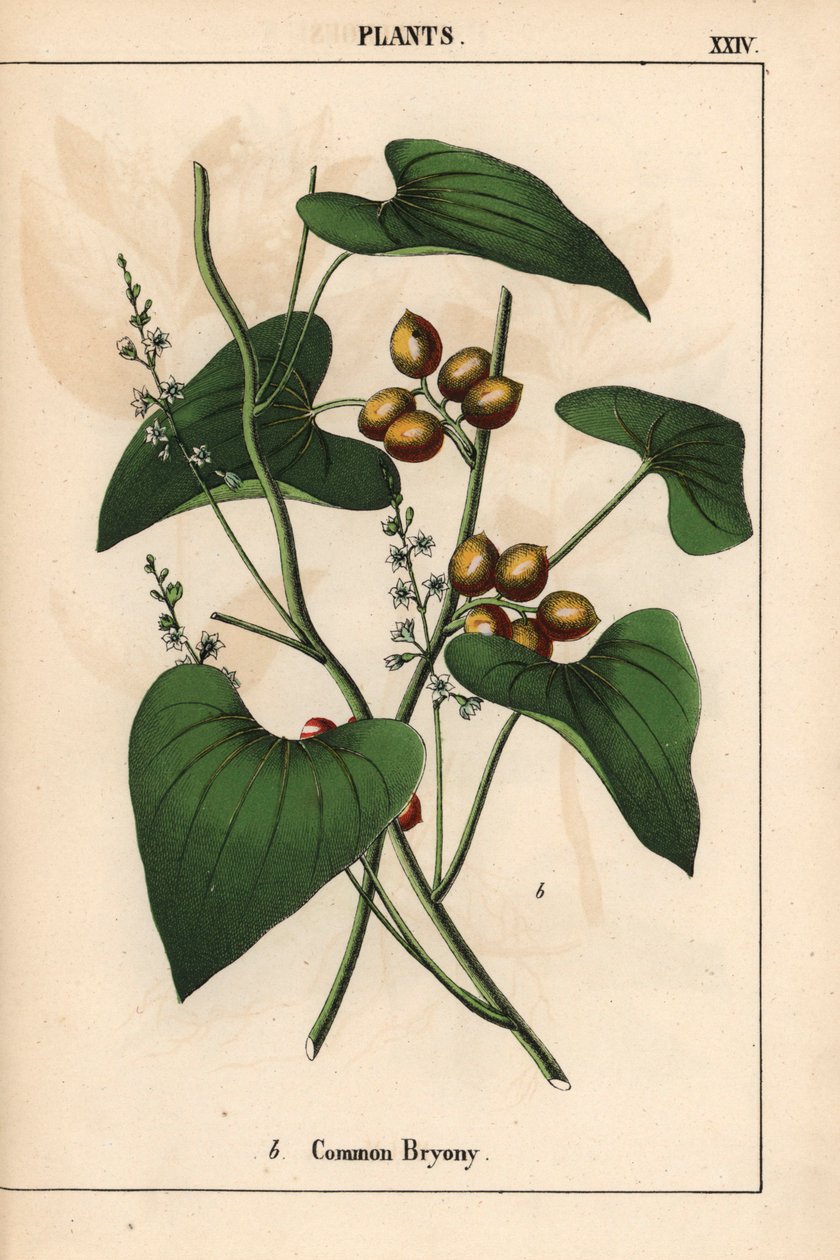 Bryone commune avec baies dorées. Bryonia alba, de "The Instructive Picturebook, or Lessons from the Vegetable World," [Charlotte Mary Yonge], Édimbourg - English School
