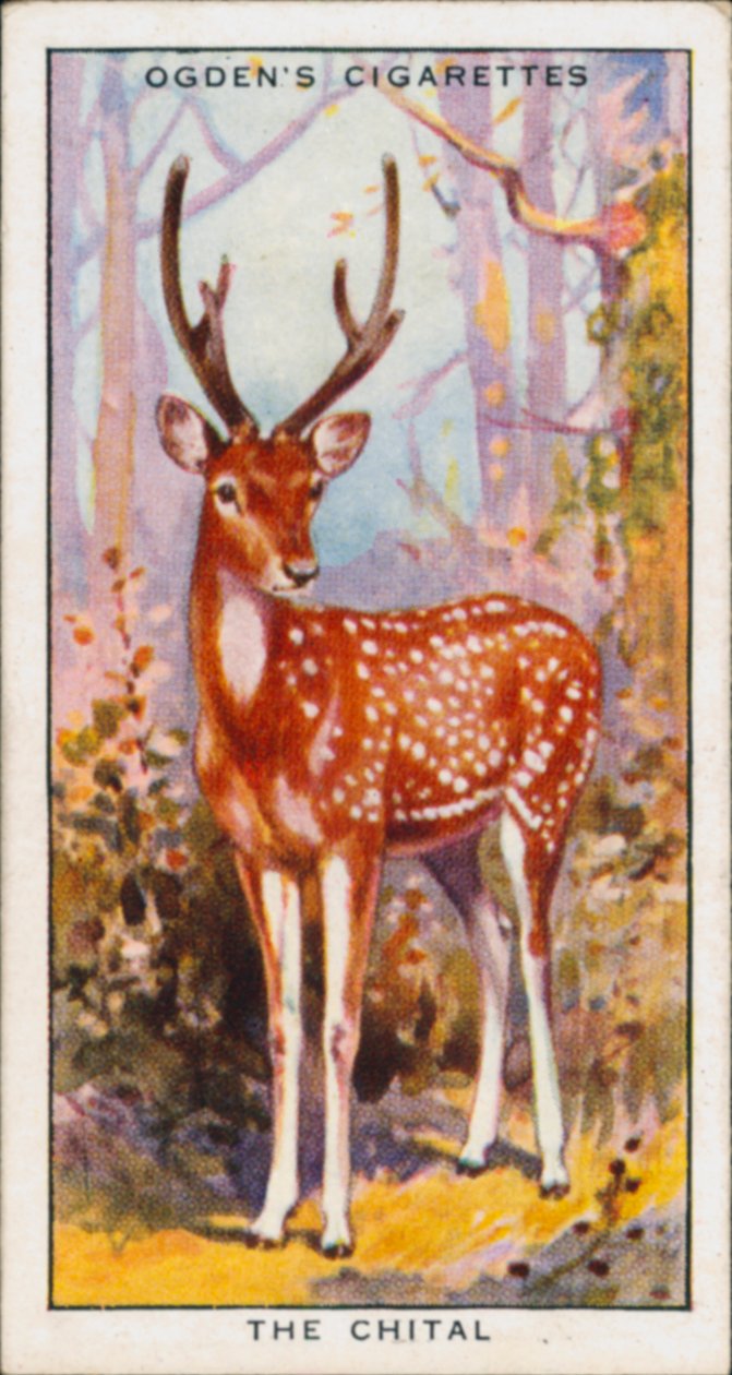 Couleurs cachées pour la protection, Animaux, Le Chital (lithographie couleur) - English School