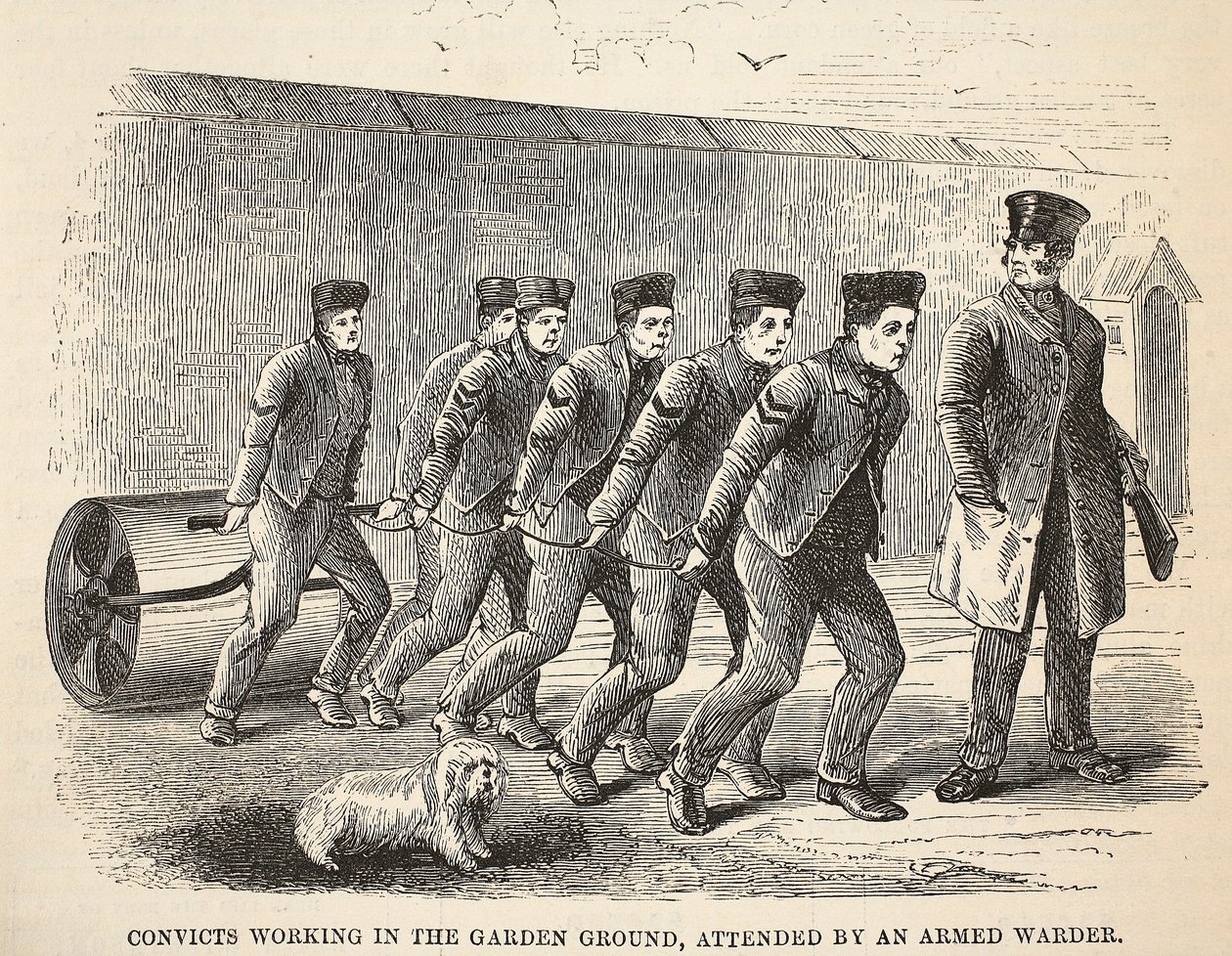 Détenus travaillant dans le jardin, surveillés par un gardien armé, illustration de The Criminal Prisons of London and Scenes from Prison Life par Henry Mayhew et John Binny, pub. 1862 - English School