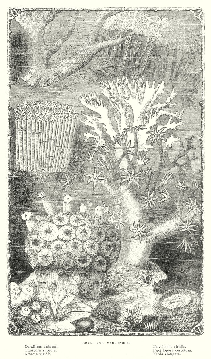 Corail et Madrepore (gravure) - English School