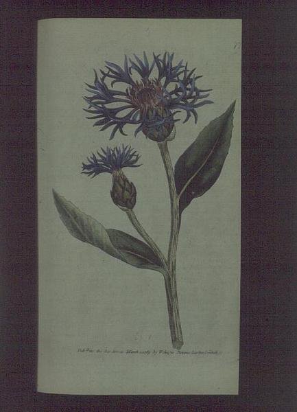 Bleuet (Centaurea montana), planche 77 de 