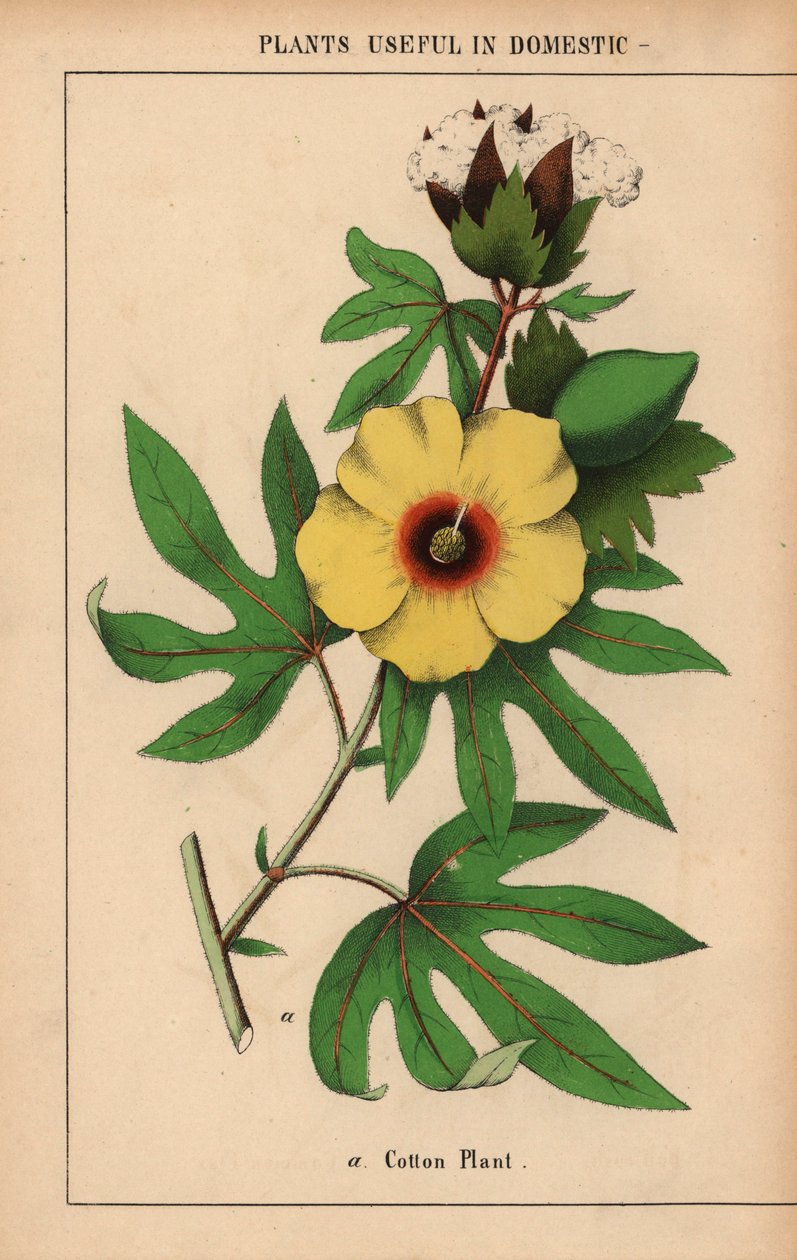 Plant de coton, avec fleur jaune et capsule de coton blanc, de "The Instructive Picturebook, or Lessons from the Vegetable World," [Charlotte Mary Yonge], Édimbourg - English School
