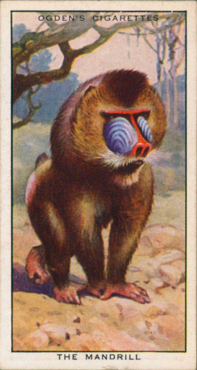 Couleurs de la parade nuptiale, animaux, le mandrill (lithographie couleur) - English School